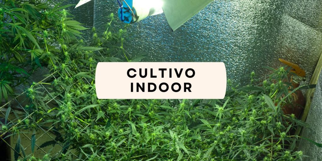indoor cultivation of CBD flowers