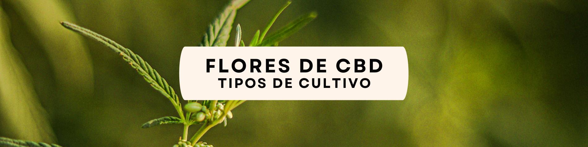 cultivation of CBD flowers in Spain