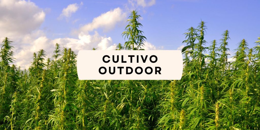 outdoor cultivation of CBD flowers