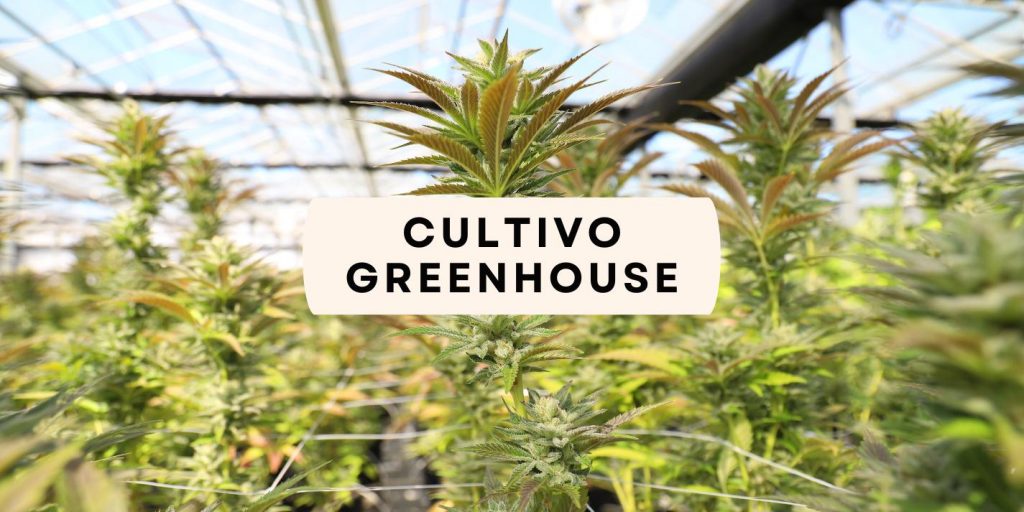 greenhouse cultivation of CBD flowers