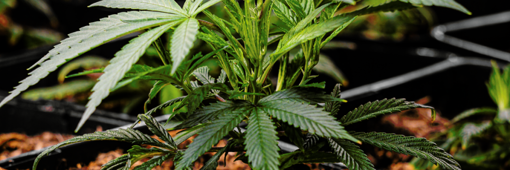 buy flower cbd buds online cheap legal weed