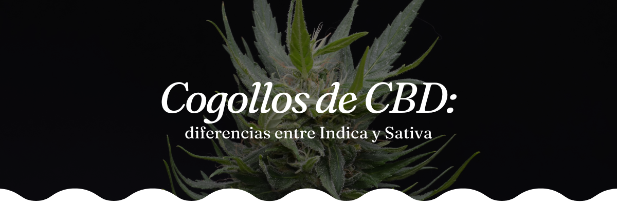 buy cbd buds online legal marijuana