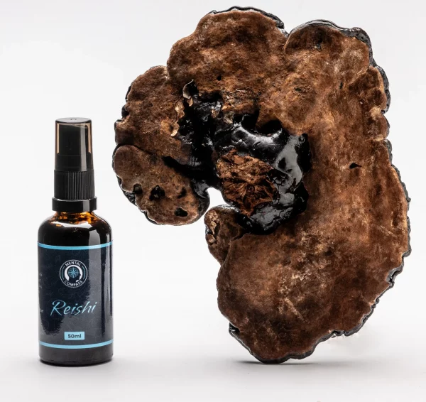 Extracto Orgánico de Reishi - Image 3