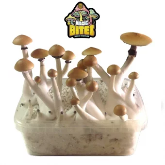 Mushroom Growing Kit Mazatapec