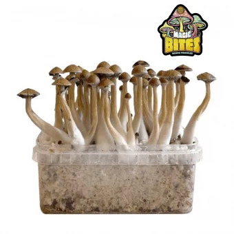 Kit de culture de champignons McKennaii