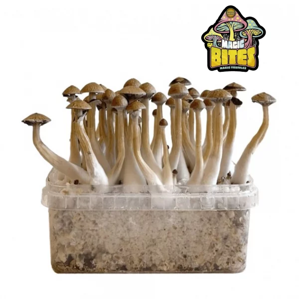 Kit de culture de champignons McKennaii