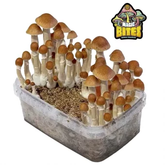 Mexican Mushroom Growing Kit
