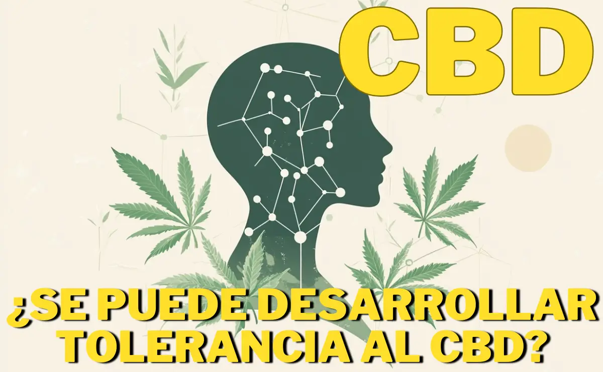 CBD TOLERANCE